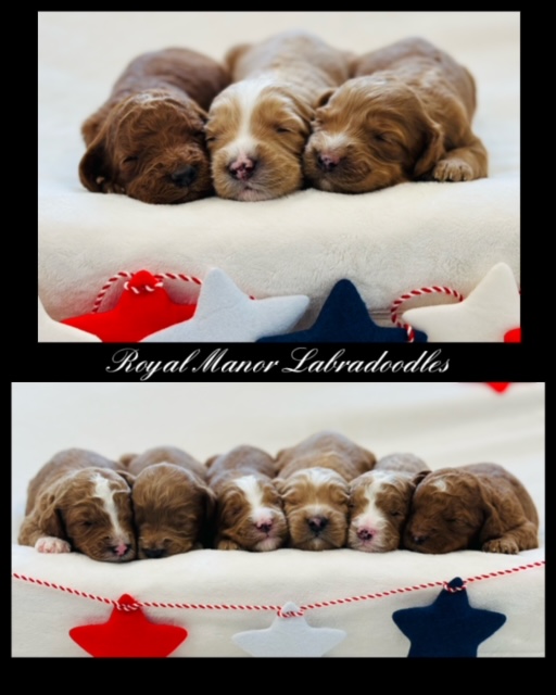 australian Labradoodle puppies available