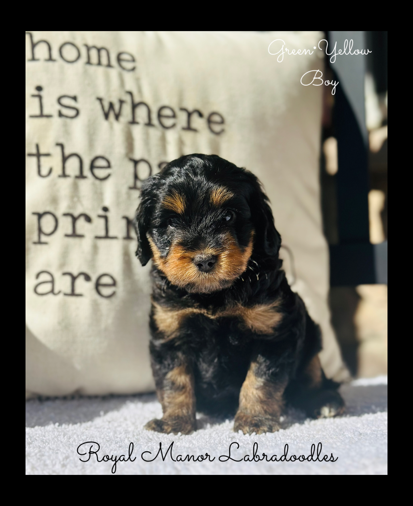 🐾 Meet Your Next Family Companion — Mini & Medium Australian